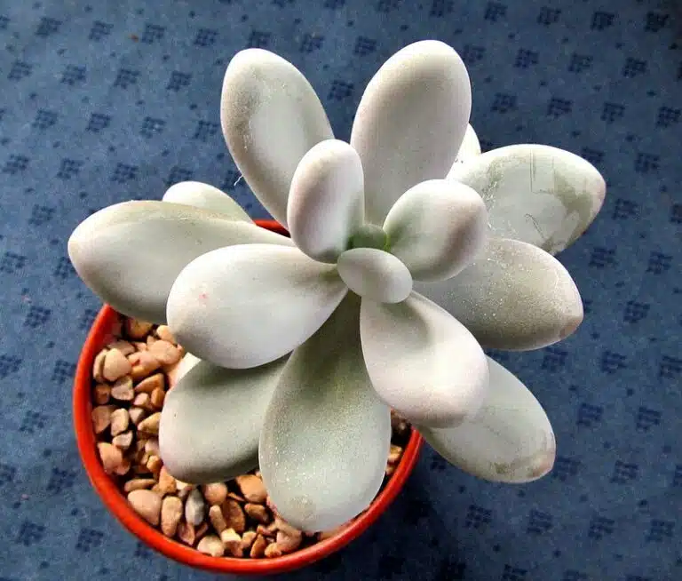 Pachyphytum oviferum