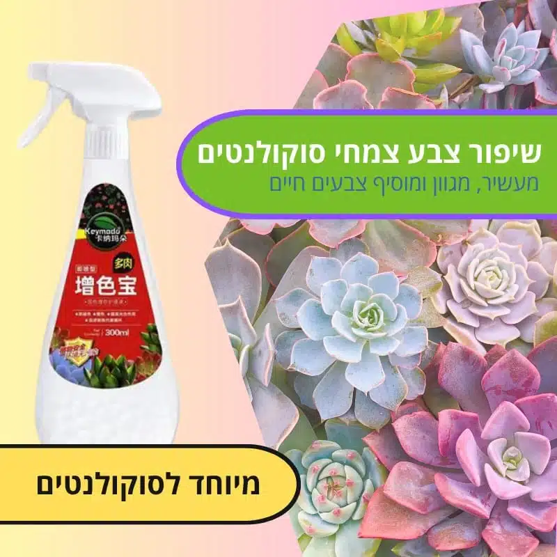 שיפור צבעי סוקולנטים שיפור צבעי סוקולנטים