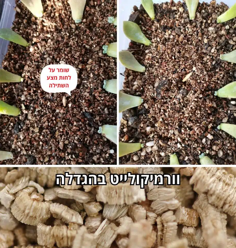 וורמיקולייט לסוקולנטים וורמיקולייט לסוקולנטים