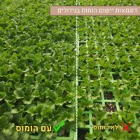 דוגמאות יישום הומוס בגידולים