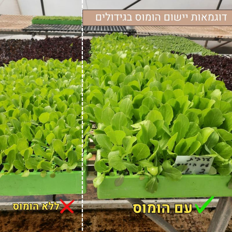 דוגמאות יישום הומוס בגידולים