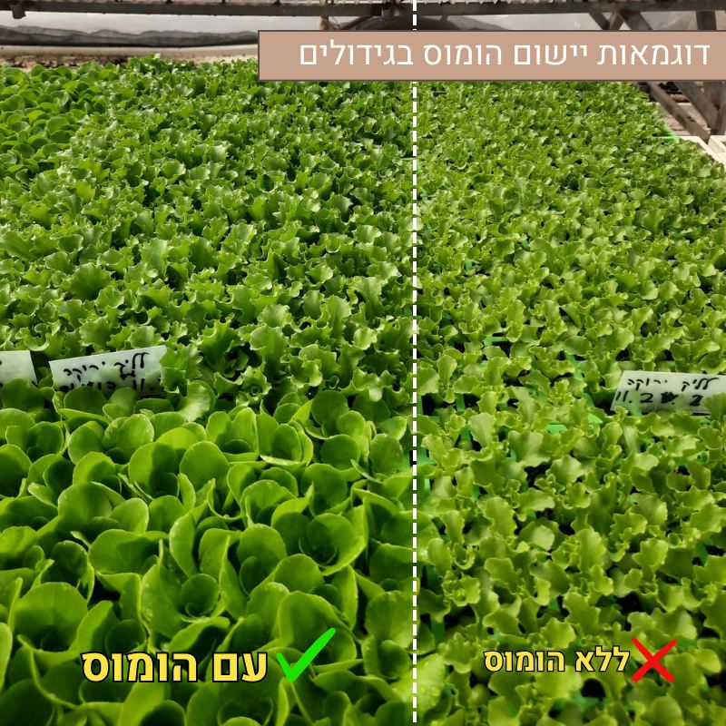 דוגמאות יישום הומוס בגידולים