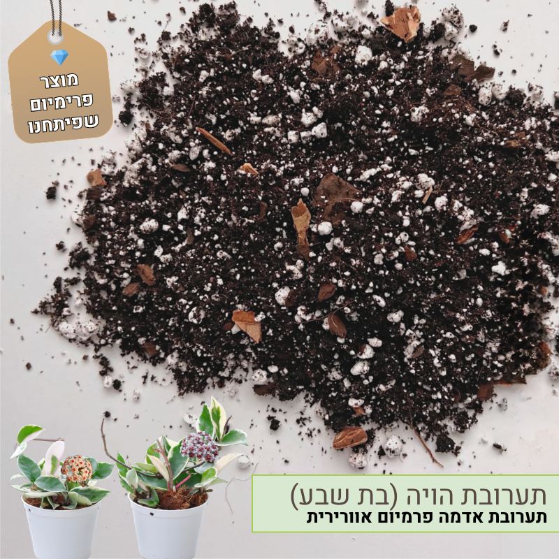 תערובת שתילה הויה (בת שבע)