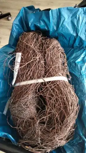 שורשי עץ טבעיים לגידול צמחייה או לעיצוב דקורטיבי בטרריום 500 גרם