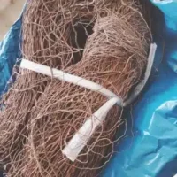 שורשי עץ טבעיים לגידול צמחייה או לעיצוב דקורטיבי בטרריום 500 גרם