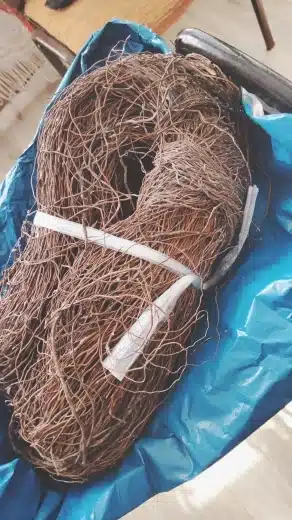 שורשי עץ טבעיים לגידול צמחייה או לעיצוב דקורטיבי בטרריום 500 גרם