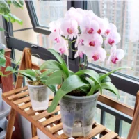 kf-S269b8243dbe4424a8dfdf2b5d84027a1b-Premium-Clear-Desktop-Resin-Flower-Pot-Transparent-Nurturing-Your-Green-Plants-Suitable-for-Placing-Orchids העציץ המושלם לגידול סחלבים: עציץ שקוף עם עיצוב נושם במיוחד הכולל מחדיר ואוגר מים