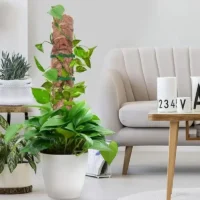 מוט תמיכה גמיש מסיבי קוקוס - עמוד קוקוס ננעץ המספק תמיכה לצמח מטפס