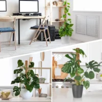 kf-S6c33c060b1f445ca8cb0607ed9db5d040-30cm-40cm-50cm-Moss-Totem-Pole-Moss-Pole-for-Plants-Monstera-2-Pcs-Moss-Pole-for מוטות תמיכה יציבים מסיבי קוקוס - עמודי קוקוס ישרים המספקים תמיכה לצמחים מטפסים