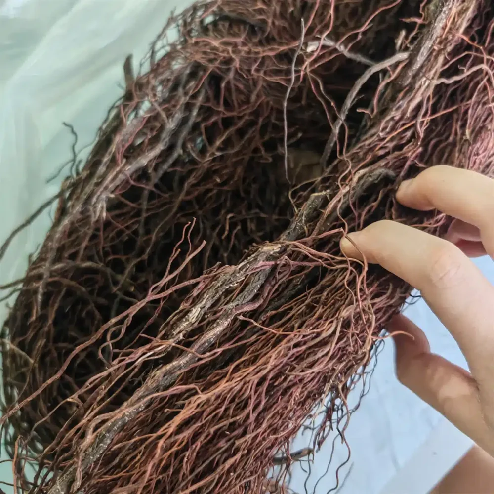 שורשי עץ טבעיים לגידול צמחייה או לעיצוב דקורטיבי בטרריום 500 גרם