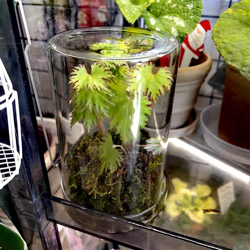 kf-S63c2586b57f546b8bdb99883ad7e8624b-Micro-Landscape-Moss-Bryophyte-Transparent-Cylinder-Glass-Bottles-with-Lid-Fresh-Moss-Bottle-Glass-Terrarium-Home כלי זכוכית צנצנת טרריום שקופה מזכוכית בורוסיליקט - בית מושלם לעולם הטחבים והצמחים הזעירים