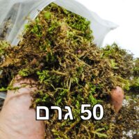 אזוב טחב יערות יבש 50 גרם