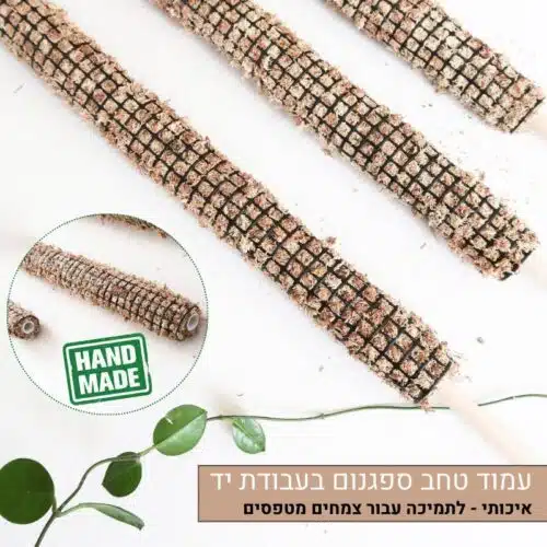 עמוד טחב ספגנום עמוד טחב ספגנום