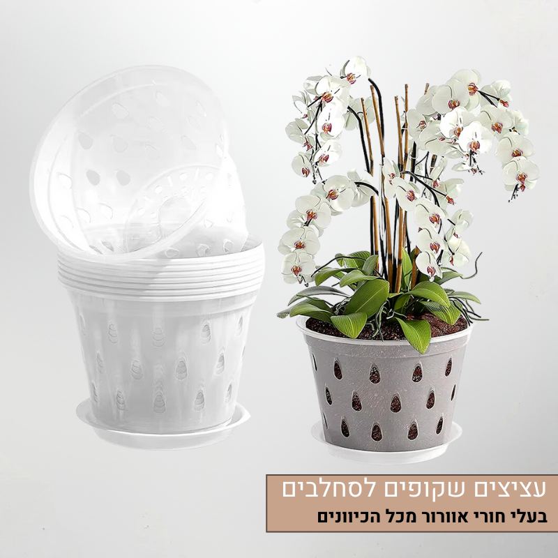 עציצים שקופים לסחלבים