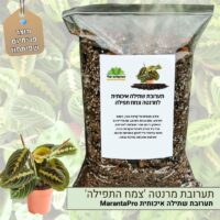 תערובת שתילה איכותית מרנטה פסקינטור 'צמח התפילה'