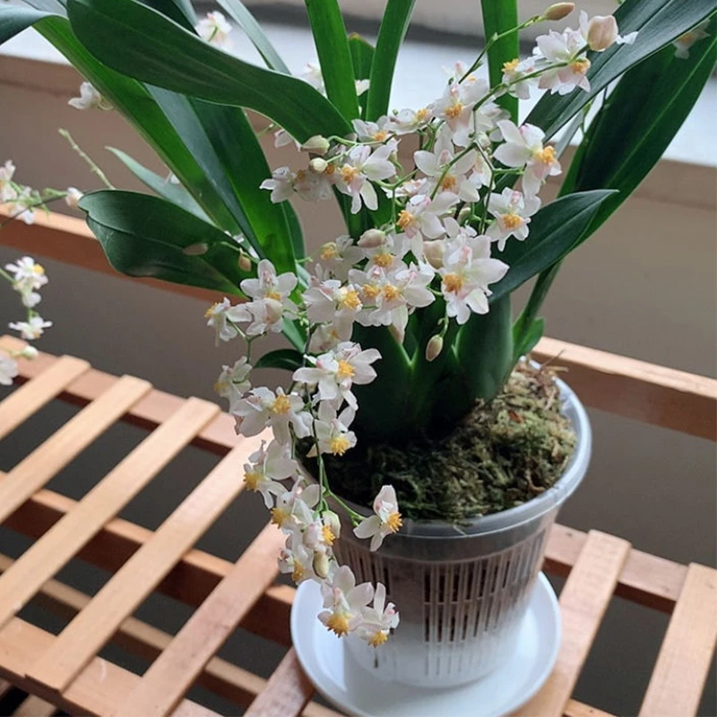עציץ סחלבים מקצועי (Orchid Pot) עם מערכת ניקוז חכמה - פלסטיק שקוף עם חורי ניקוז מוגברים לאוורור שורשים מקסימלי ובריא