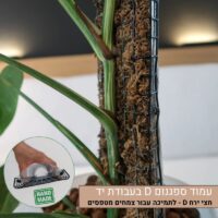 עמוד ספגנום D