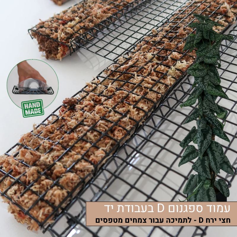 עמוד ספגנום D