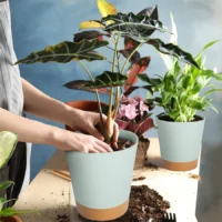 סט 5 עציצים דקורטיביים עם מנגנון השקיה עצמית - הפתרון המושלם לצמחי הבית
