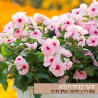 זרעי פרחי וינקה