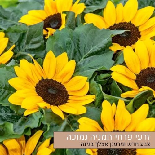 זרעי פרחי חמניה נמוכה