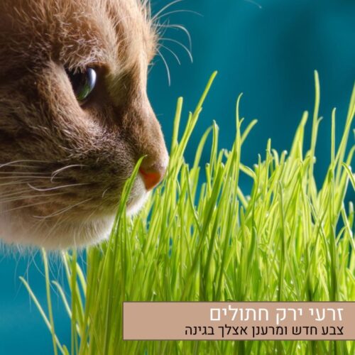זרעי פרחי ירק חתולים אורגניים