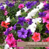 זרעי פרחי פטוניה