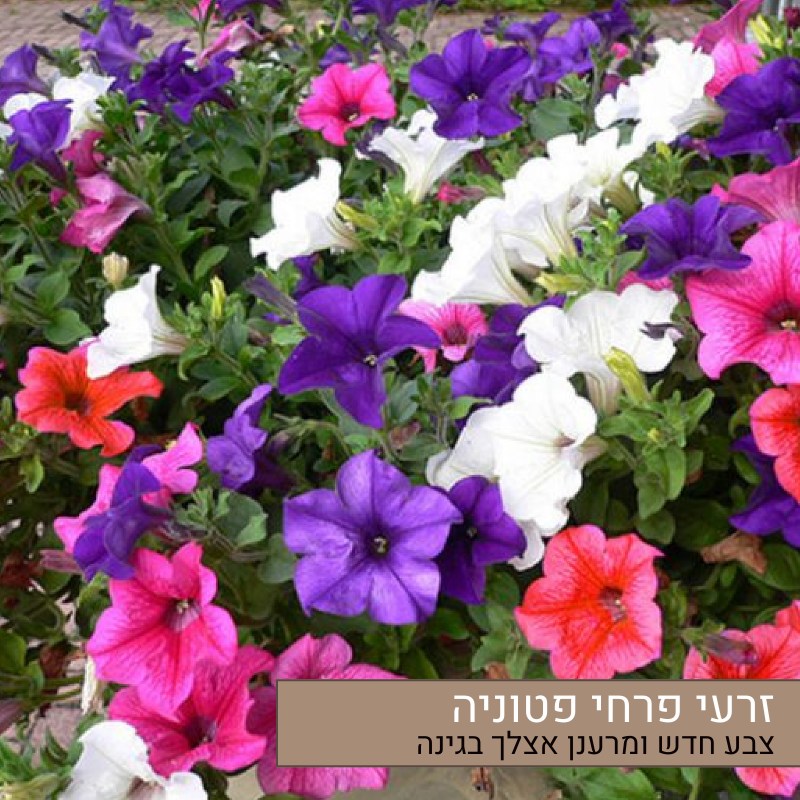 זרעי פרחי פטוניה