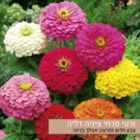 זרעי פרחי ציניה דליה