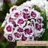 זרעי פרחי צפורן צפוף