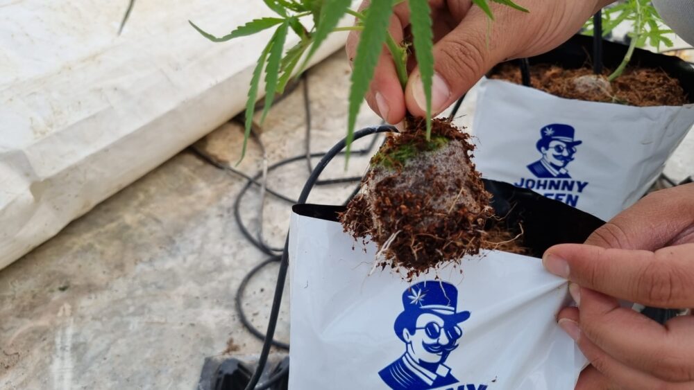 קוקו קיוב של ג'וני גרין3