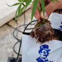 קוקו קיוב של ג'וני גרין3