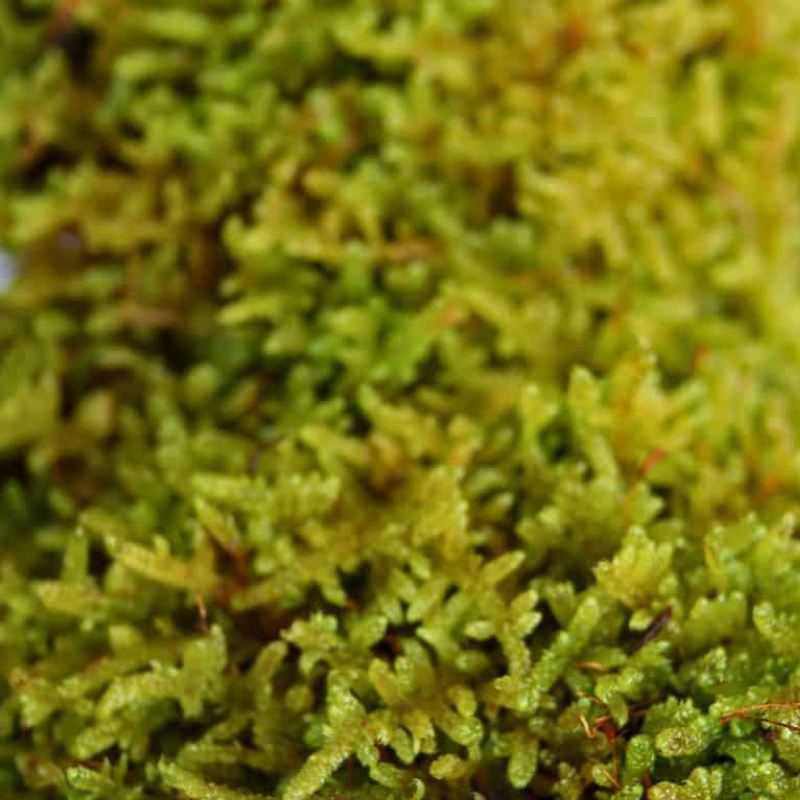 מרבד טחב Hypnum Moss