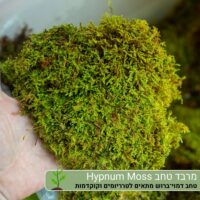 מרבד טחב Hypnum Moss