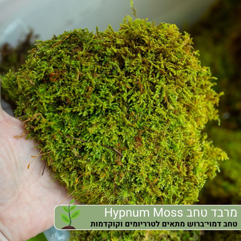 מרבד טחב Hypnum Moss