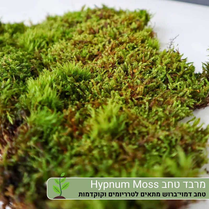 מרבד טחב Hypnum Moss