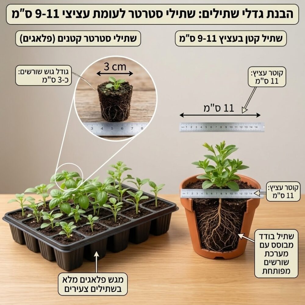 פיטוניה (Fittonia albivenis)