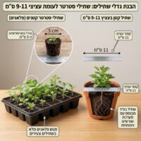 פיטוניה (Fittonia albivenis)