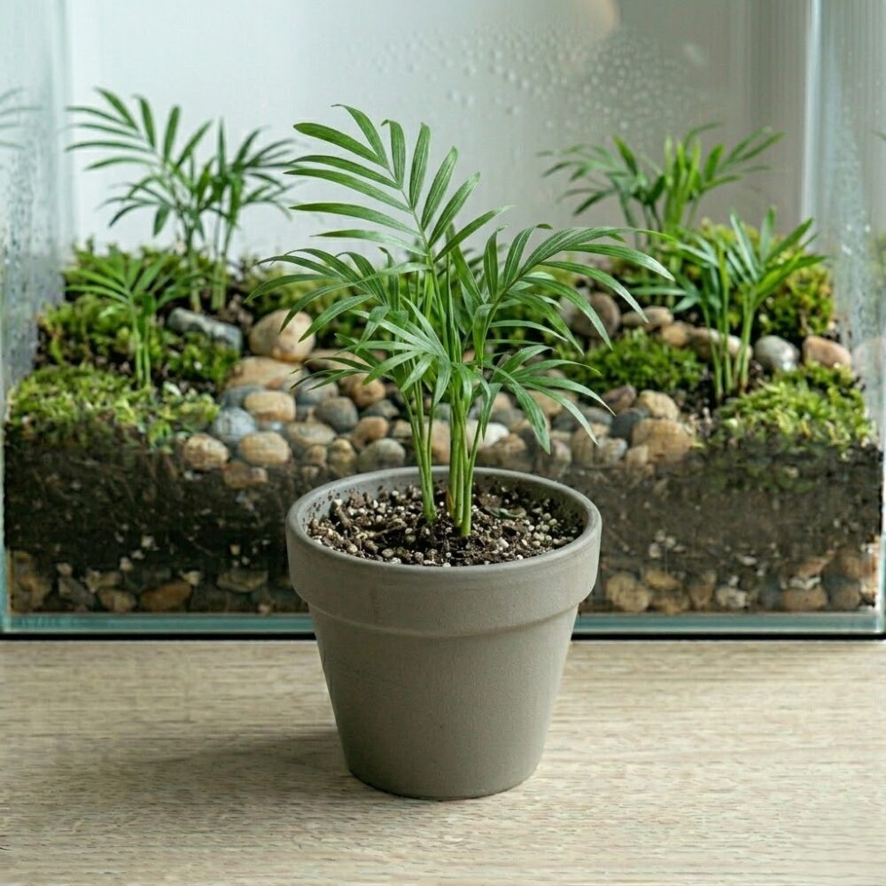 דקל חמדוריאה - Chamaedorea elegans דקל חמדוריאה - Chamaedorea elegans