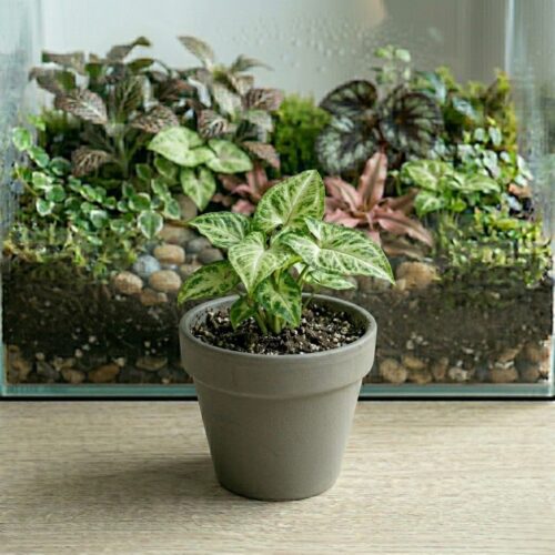 סנגניום - Syngonium