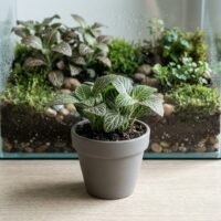 פיטוניה - Fittonia albivenis