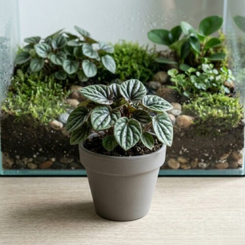 פפרומיה - Peperomia