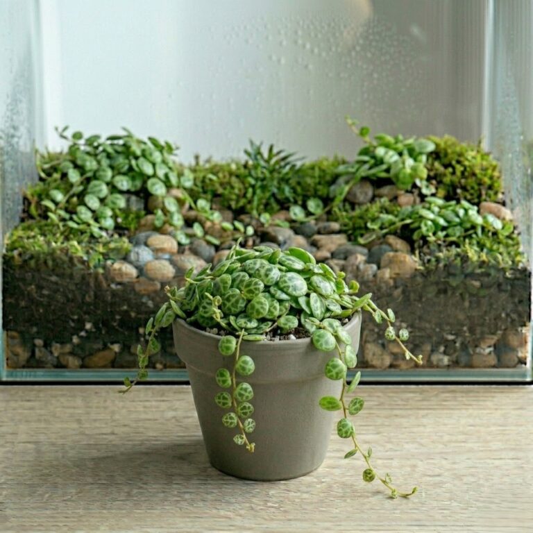 פפרומיה פרוסטרטה- Peperomia prostrata