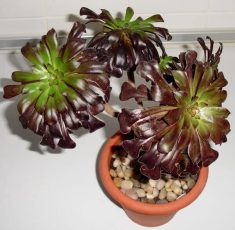 Aeonium Zwartkop Aeonium Zwartkop